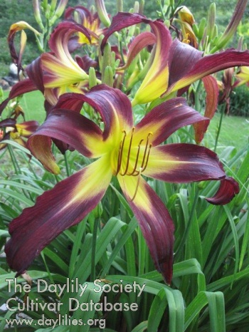 Daylily Dancing on the Head of a Pin