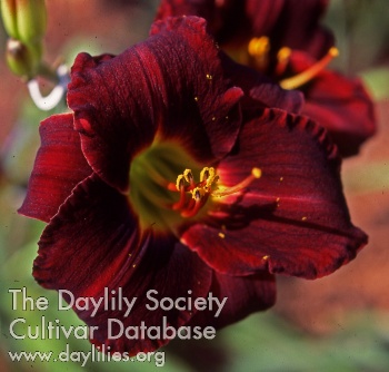 Daylily Dark Delight