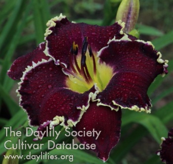 Daylily Dark Jubilee