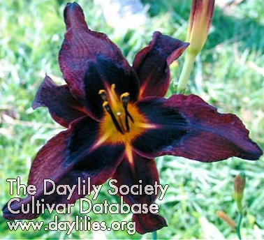 Daylily Dark Energy