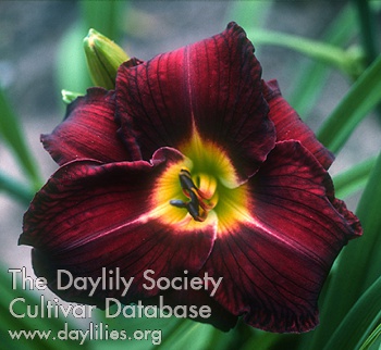 Daylily Dark Image