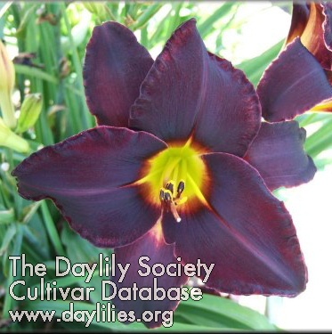 Daylily Dark Side of the Moon