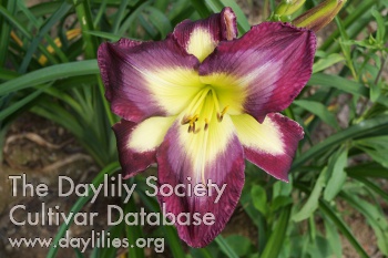 Daylily Dave