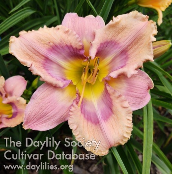 Daylily Dawn Over Giverny