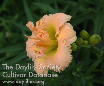 Daylily Double Perfection