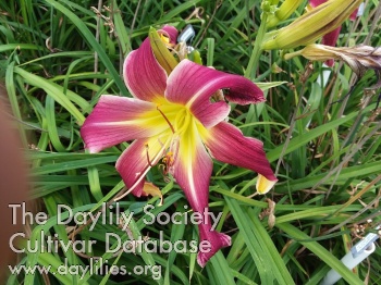 Daylily De Lure de Fleur