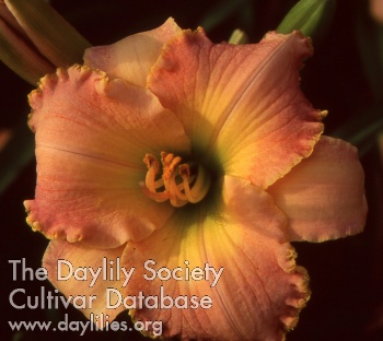 Daylily Debbie's Vows