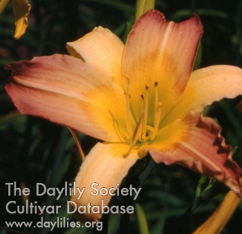 Daylily Debutante