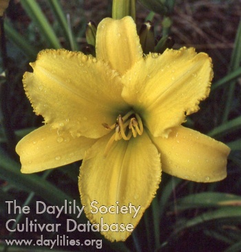 Daylily Decatur Fringe