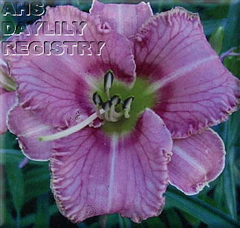 Daylily Deco Rouge
