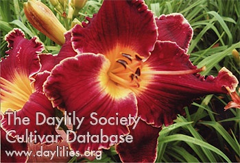 Daylily Dee Whittlesey