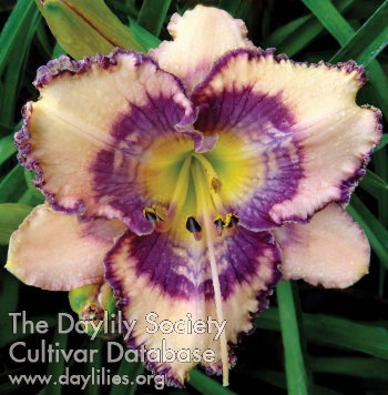 Daylily Deeper Meaning