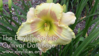 Daylily Deer Haven Bird of Paradise
