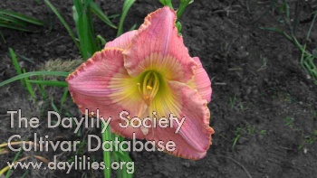Daylily Deer Haven Pink Fusion