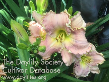 Daylily Delicate Memories