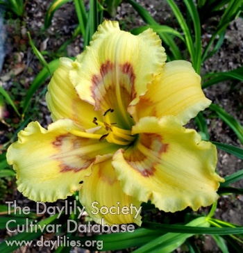 Daylily Delicate Pattern