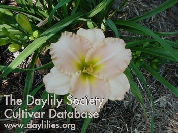 Daylily Delightsome