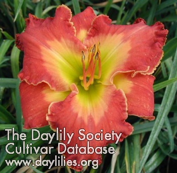 Daylily Deliverer