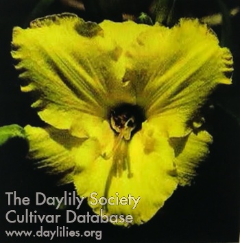 Daylily Delta Canary