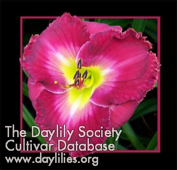 Daylily Depths of My Heart
