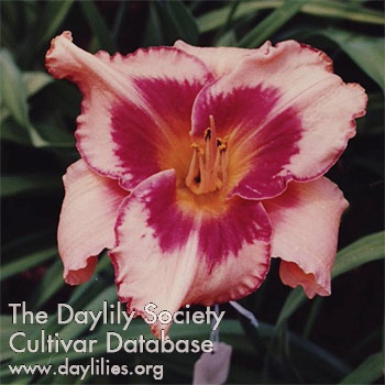 Daylily Designer Rhythm