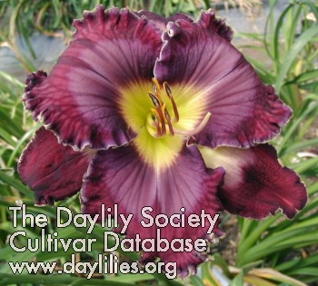 Daylily Desire of Nations