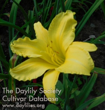 Daylily Devon Cream