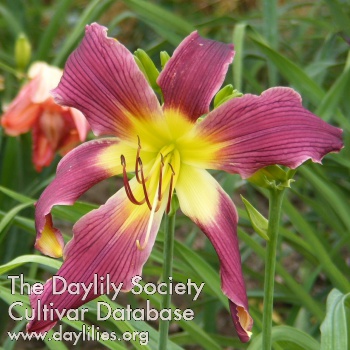 Daylily Diabolique