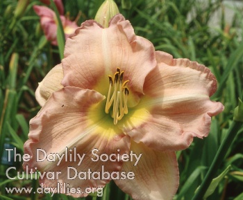 Daylily Diamond Rose