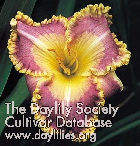 Daylily Diamond in the Rough