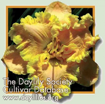 Daylily Diamonds for Divas