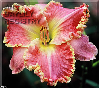 Daylily Diana's Pink Gown