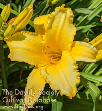 Daylily Dick's Golden Frills