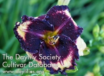 Daylily Different Dimension