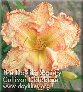 Daylily Different Flavor