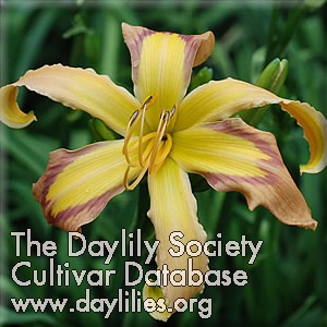 Daylily Discarded Beauty