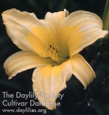 Daylily Diva