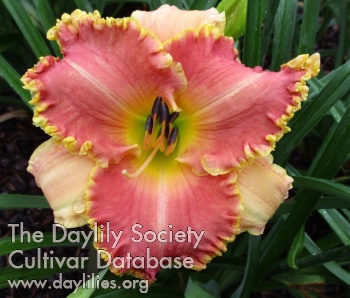 Daylily Divided by Love