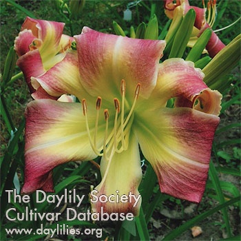Daylily Divine Design