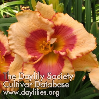 Daylily Divine Secrets
