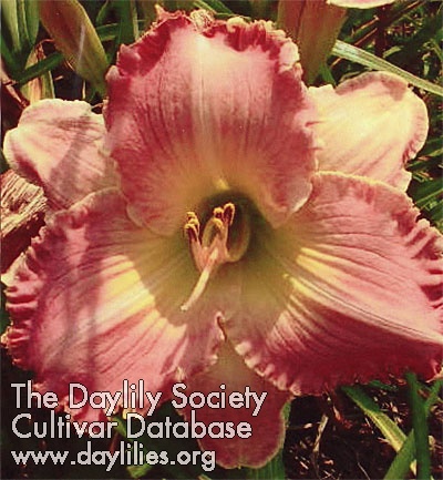 Daylily Dixie Lee