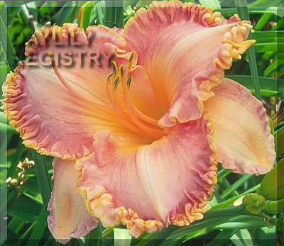 Daylily Dolores Sitko