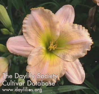 Daylily Done with Pride
