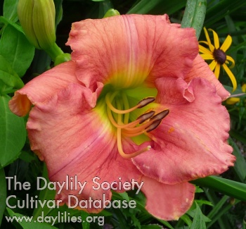 Daylily Don't Touch Me There
