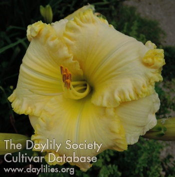 Daylily Dorothy and Greg Forever
