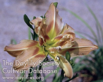 Daylily Double Bow Tie
