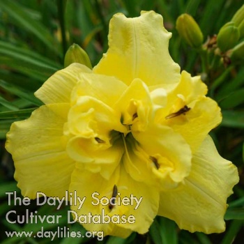 Daylily Double Flying Canary