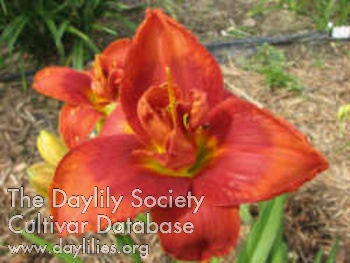Daylily Double Passion Du Coeur