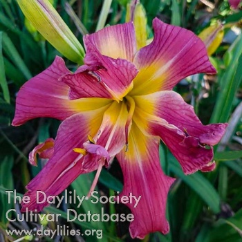 Daylily Double Twisting Bubbles