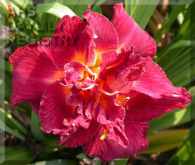 Daylily Double Blue Blood